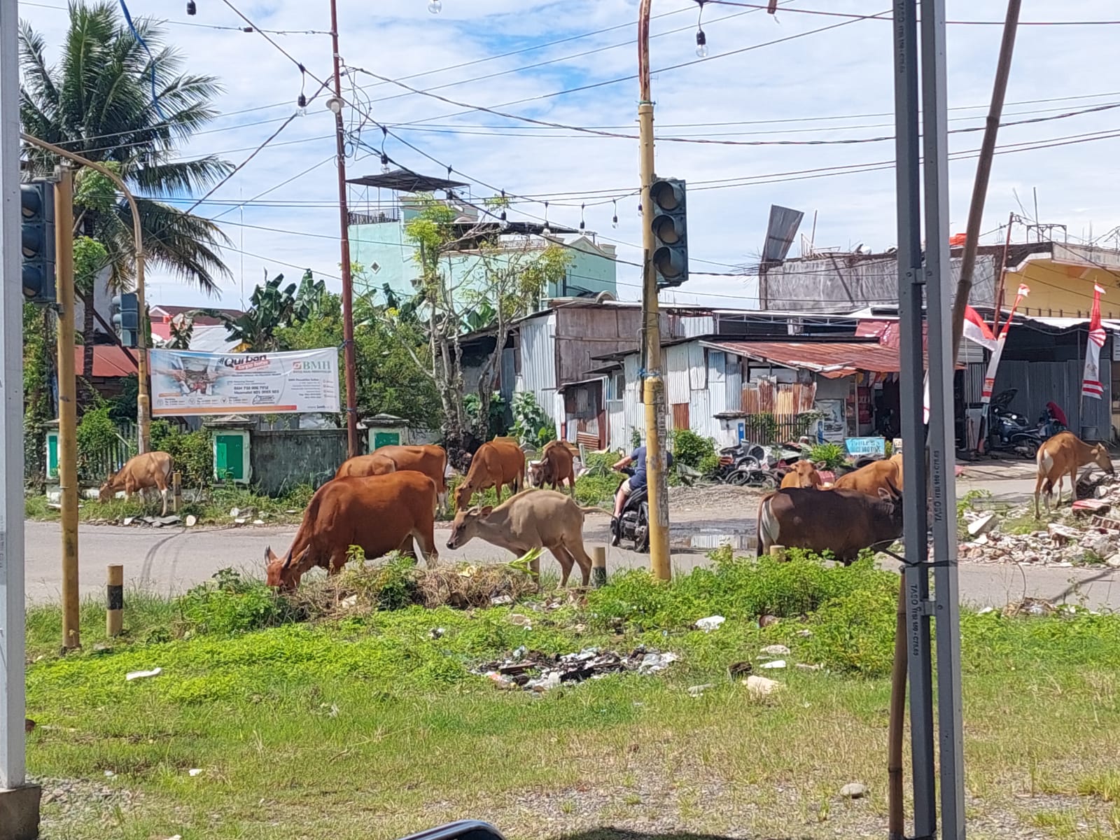 Sapi Berkeliaran di Dalam Kota Mamuju Membuat Macet Jalur Trans Sulawesi